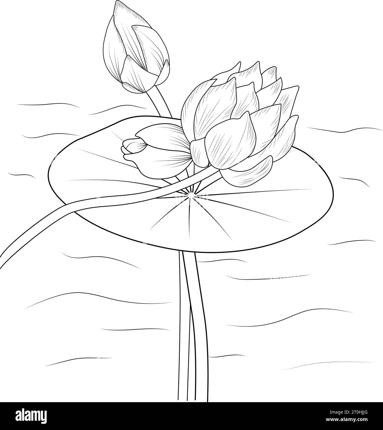 Lotus flower drawing, a branch of the botanical spring collection, ink