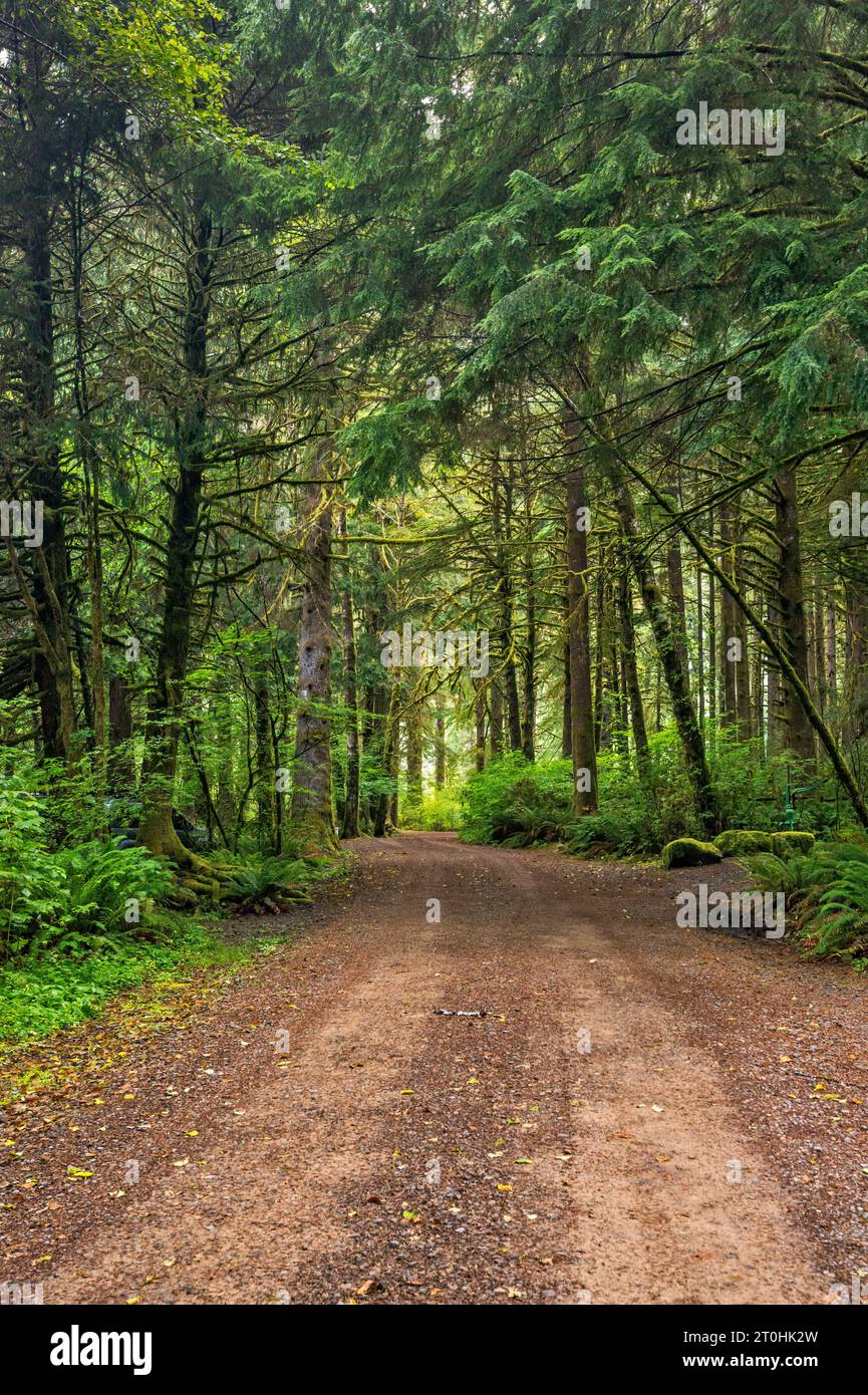 Sitka spruce, western hemlock trees at temperate rainforest at Nehalem Falls Campground, near Nehalem Falls, Tillamook State Forest, Oregon, USA Stock Photo