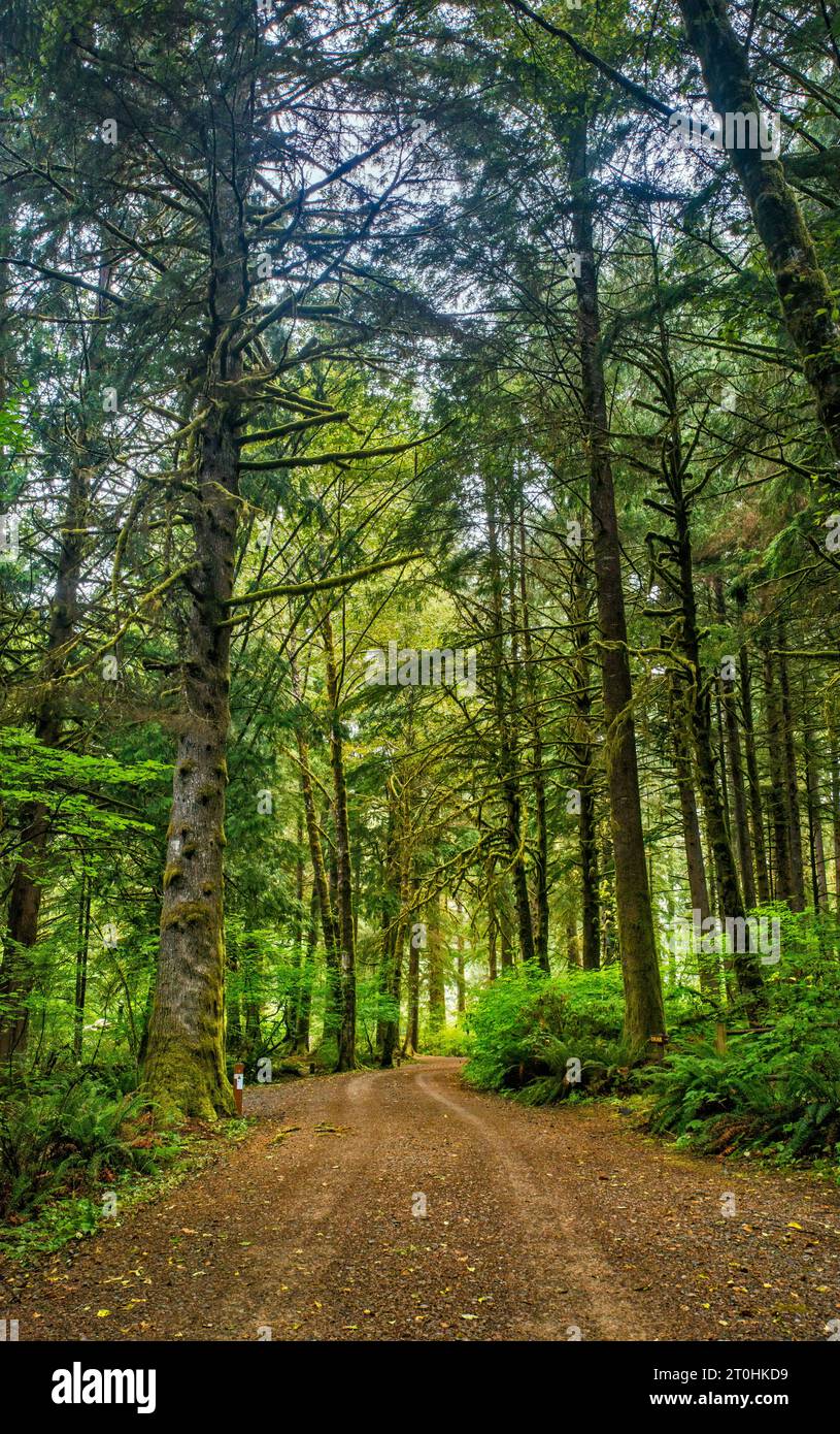 Sitka spruce, western hemlock trees at temperate rainforest at Nehalem Falls Campground, near Nehalem Falls, Tillamook State Forest, Oregon, USA Stock Photo