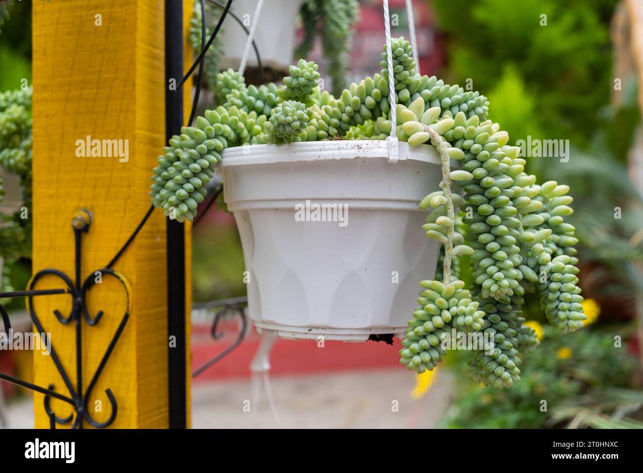 Close-up view of the hanging Burro's Tail Succulents Stock Photo