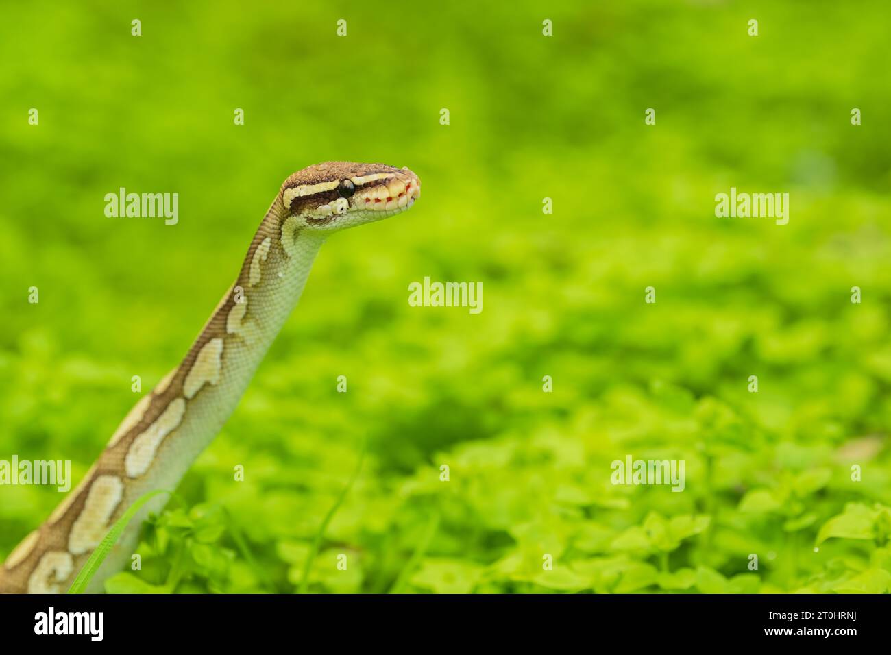 Young python snake, Python sebae, raises its head in an isolated green background . Portrait shot of Snake with isolated background. Stock Photo