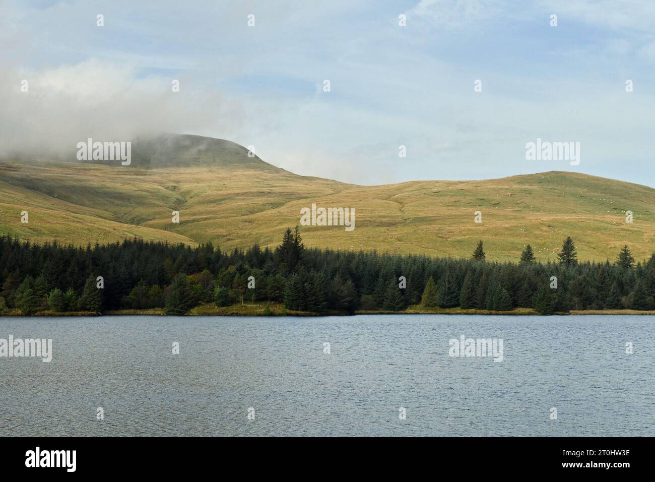 Fan Fawr is the tall mountain behind the Beacons Reservoir and separated by a wide band of evergreen trees  - all clear to see off Beacons A470 road Stock Photo