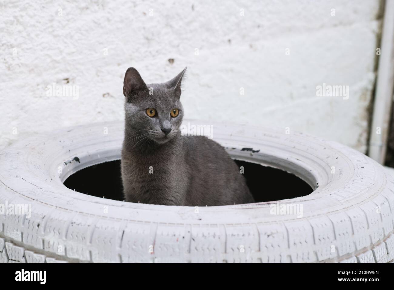 A Russian Blue cat sits perfectly centered on a decorative white-painted car tire, glancing around curiously, its mesmerizing eyes shifting from left Stock Photo