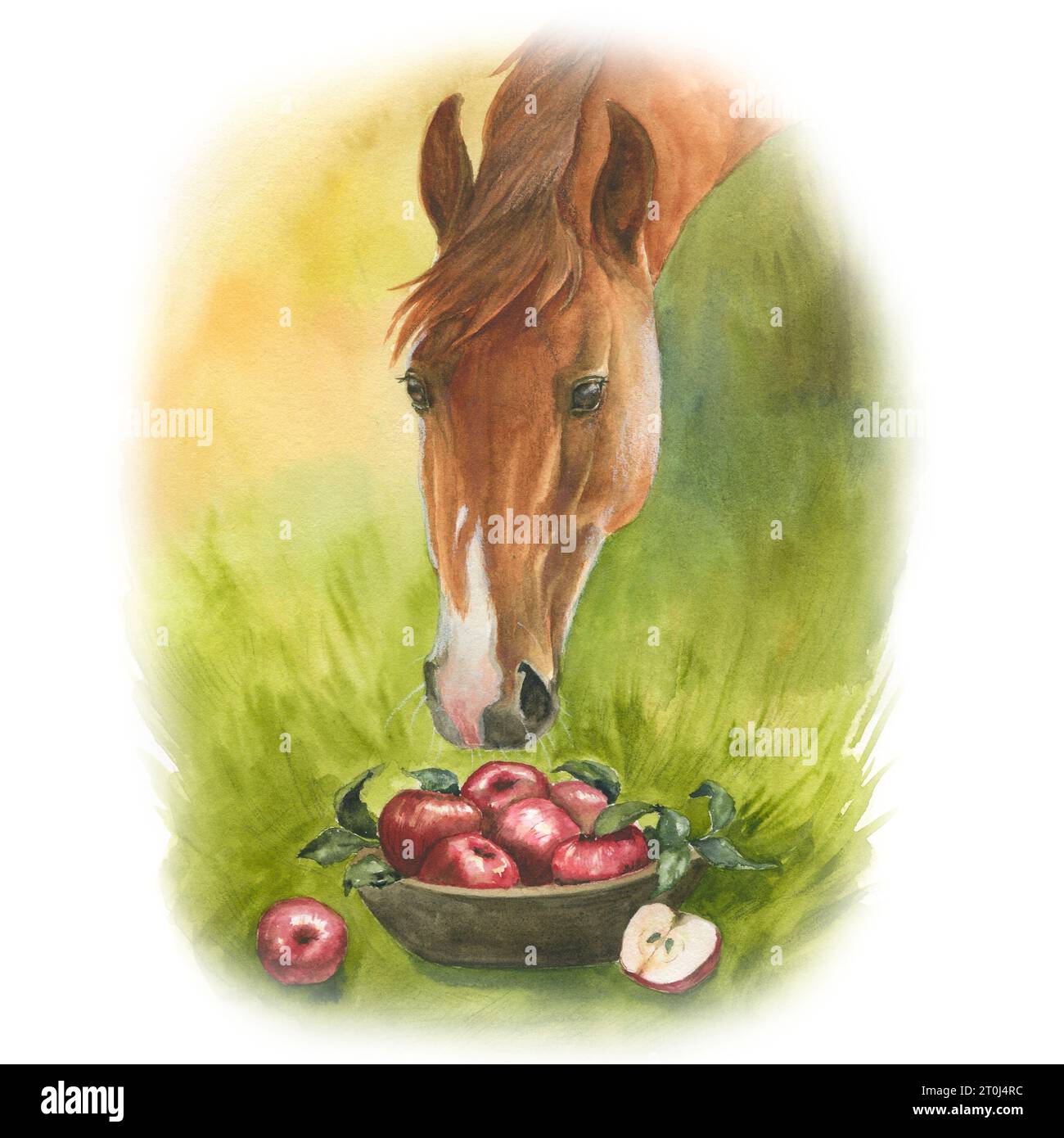 Watercolor illustration portrait red horse eating apples from basket Stock Photo