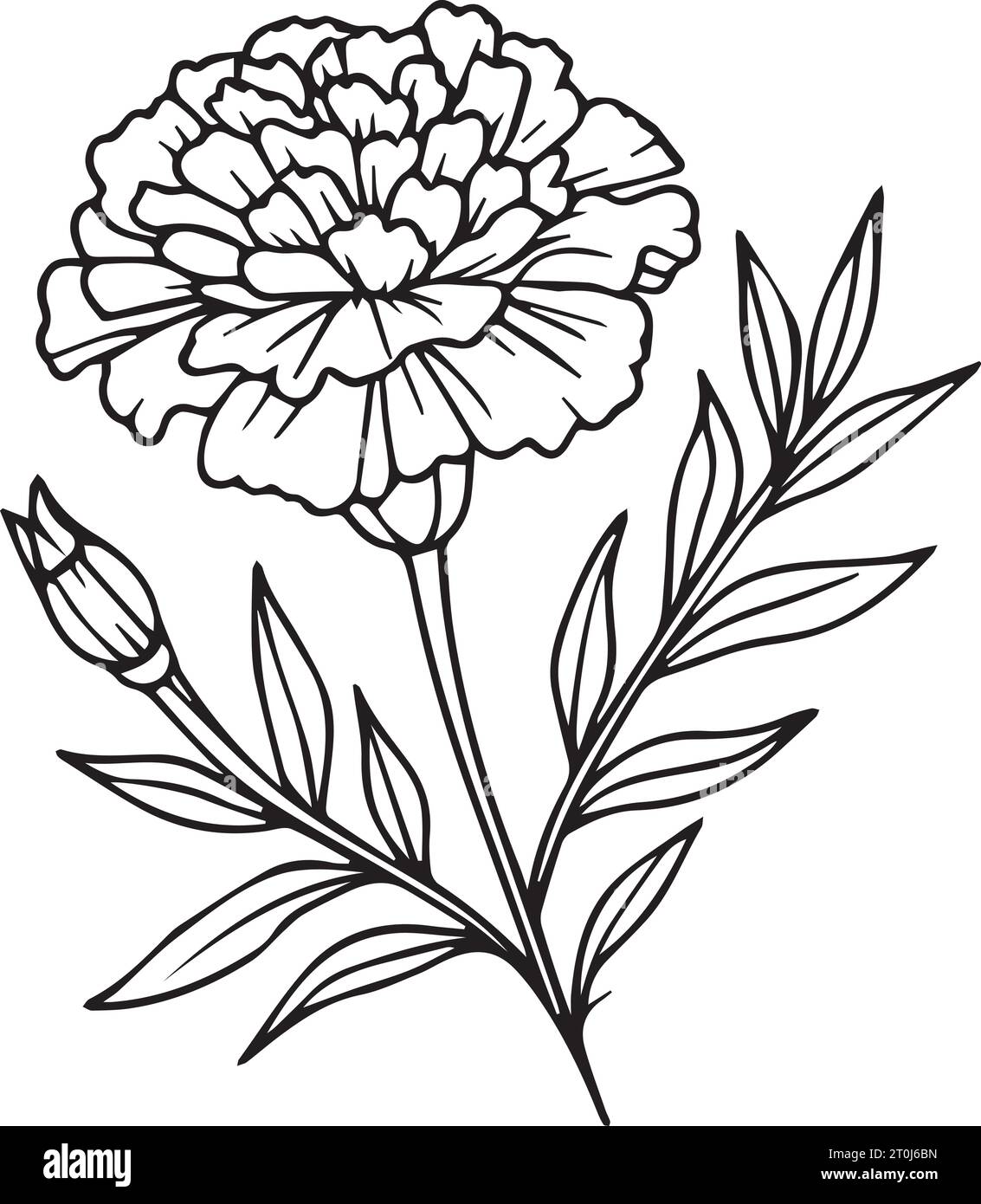 Marigold flower vector, elements winter collection, handpainted