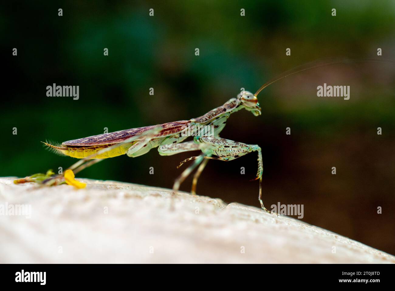 Close-up on a European mantis Stock Photo