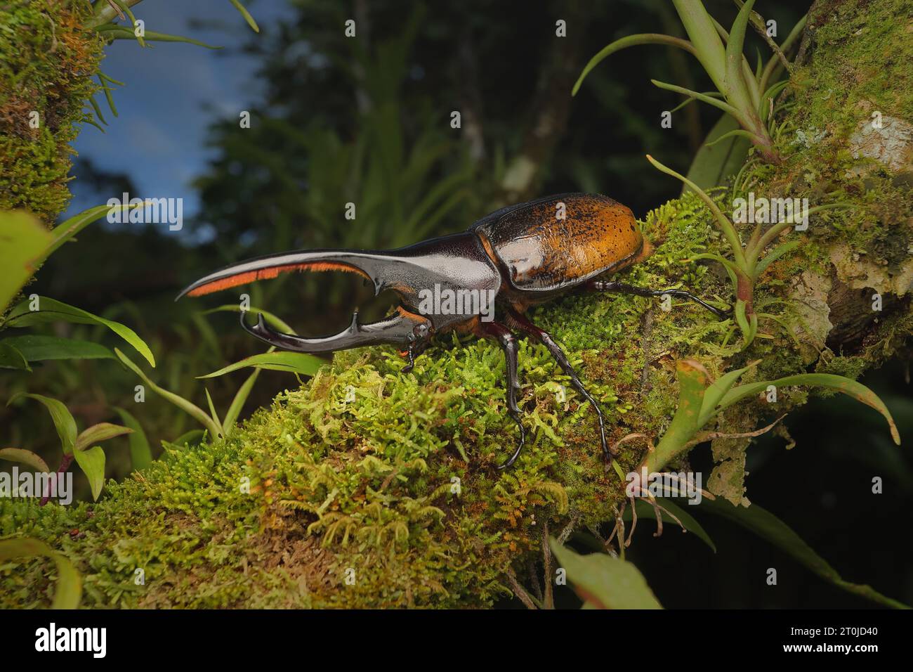 Insects from rainforest hi-res stock photography and images - Page 3 - Alamy