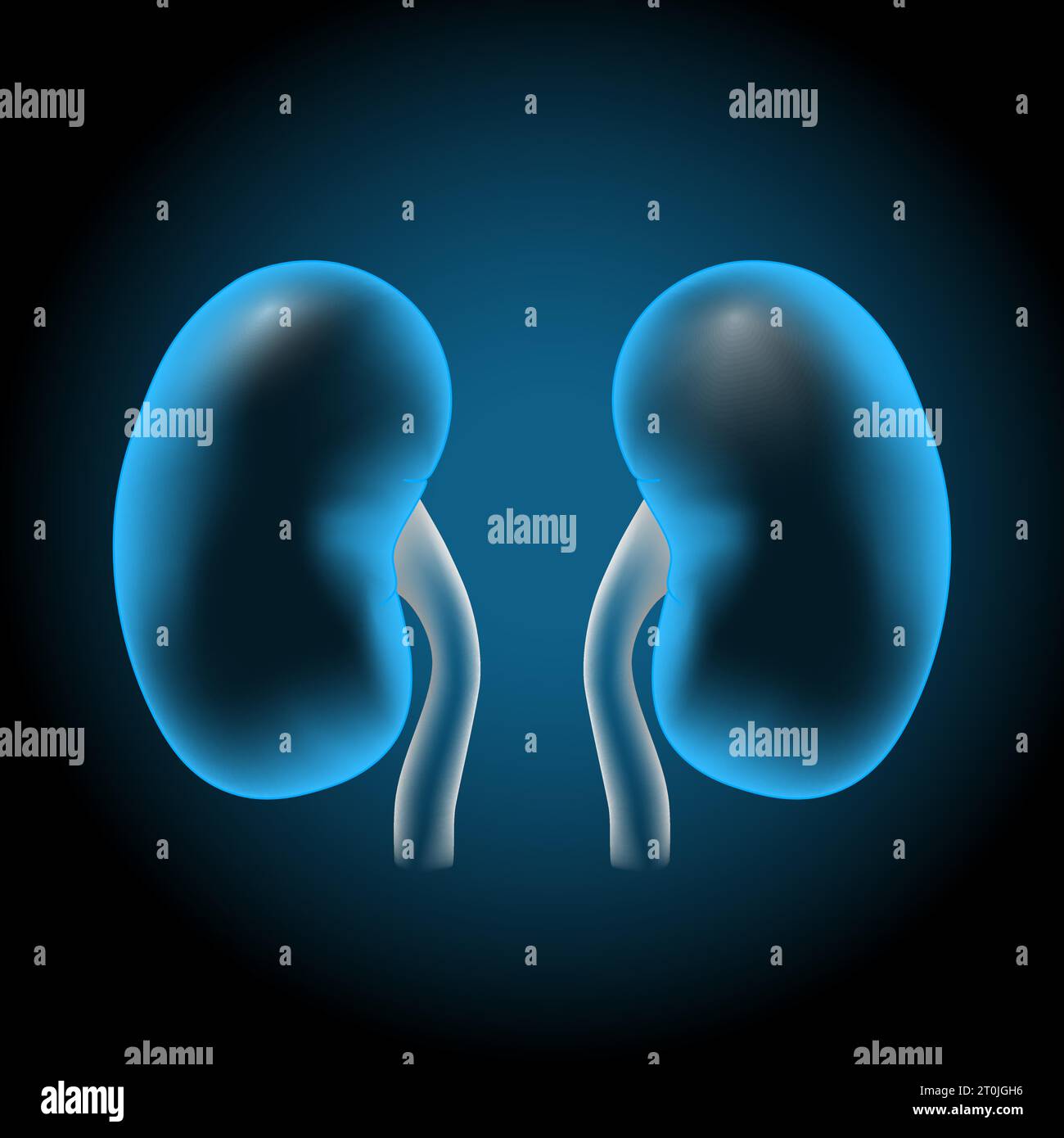 kidneys with glowing effect. Realistic transparent blue kidney on dark background. Human urinary System. Image for healthcare design. Renal Function. Stock Vector