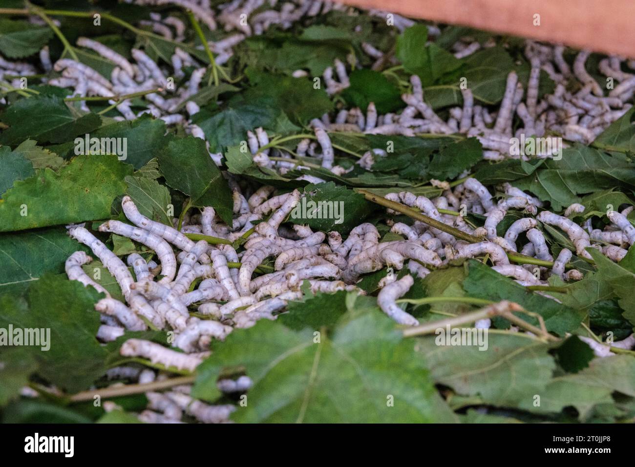Asian silk worms hi-res stock photography and images - Alamy