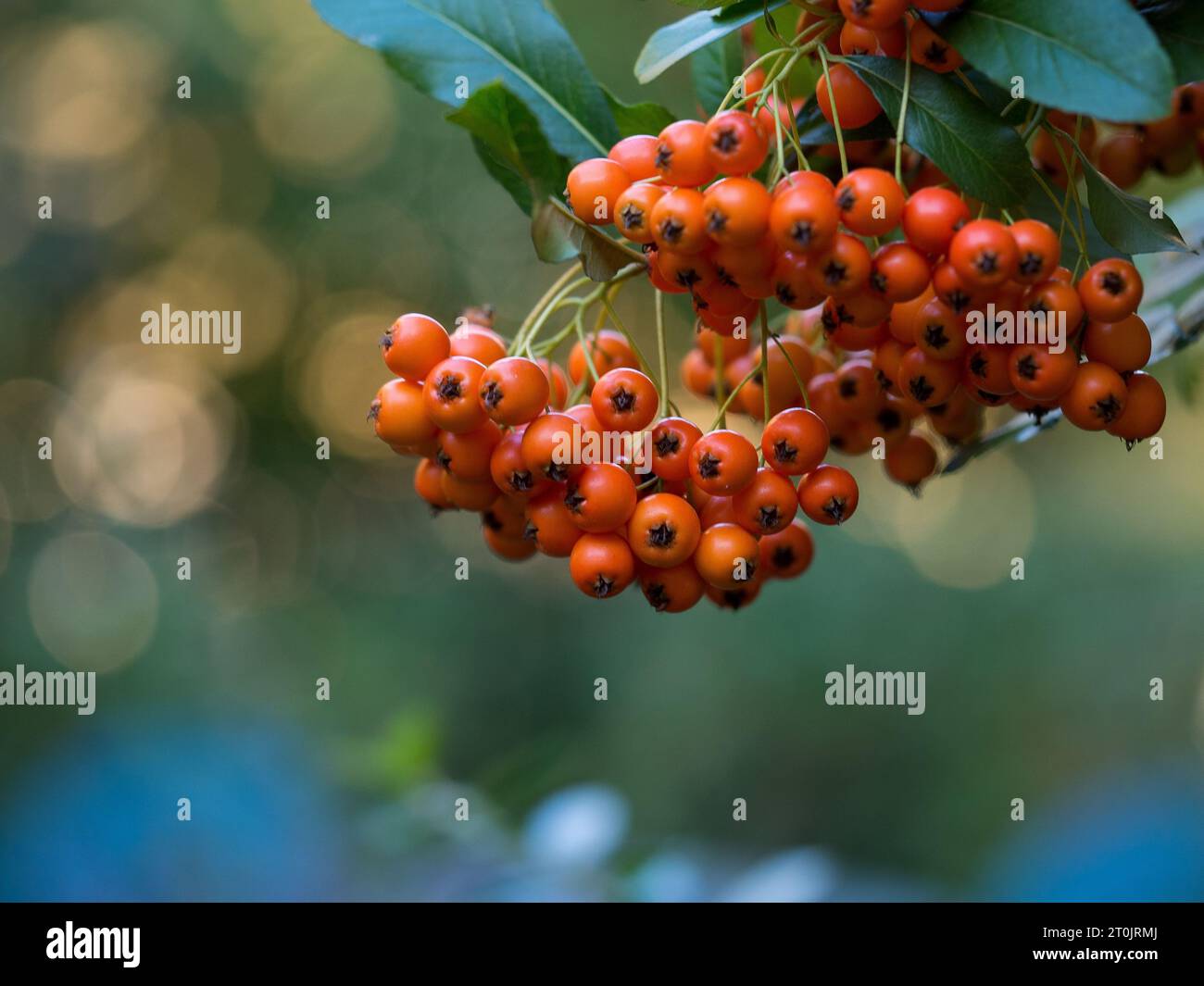 A close-up image of ripe Rowan berries arranged in a branch with green ...