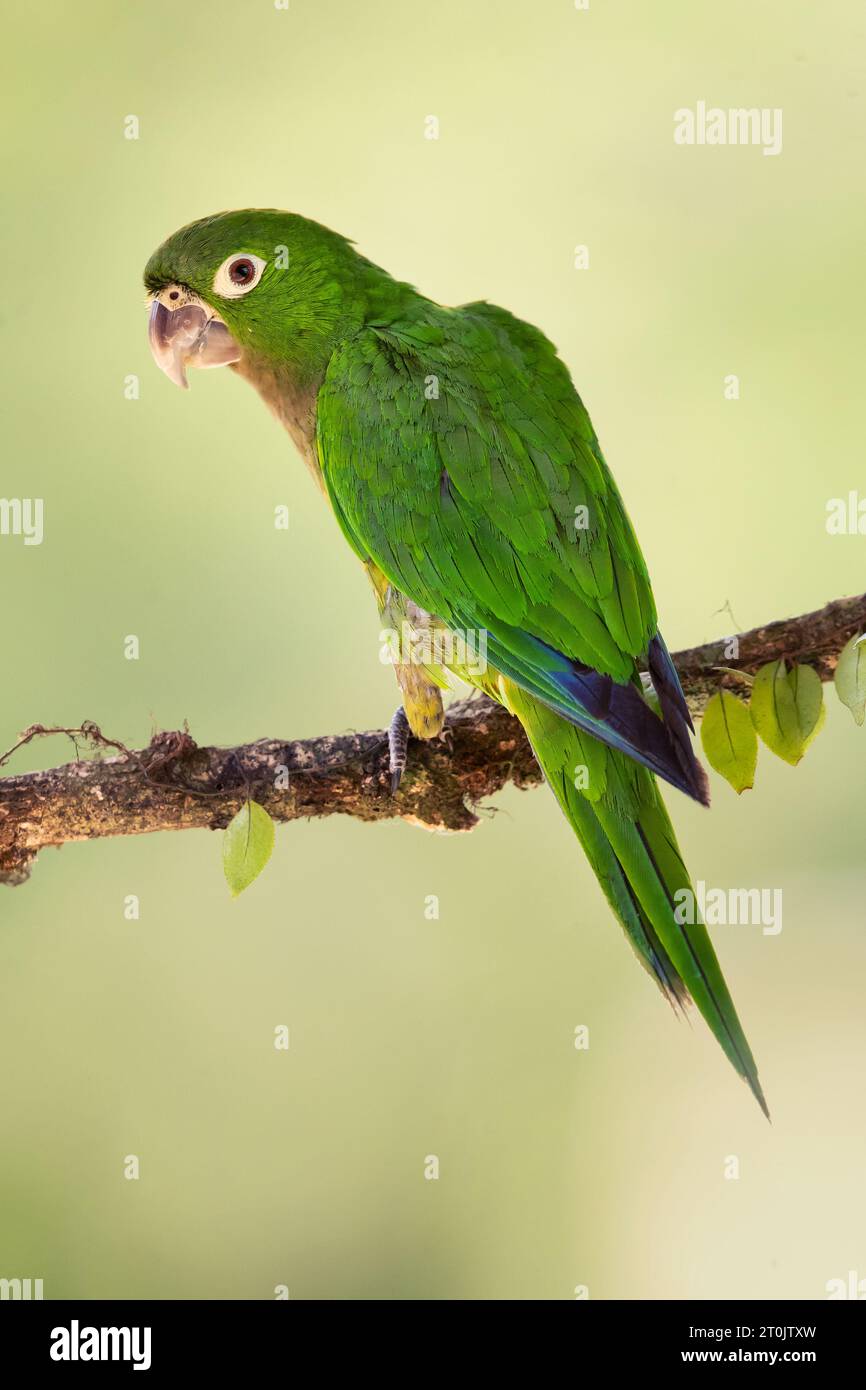 Olive throated parakeet eupsittula hi-res stock photography and images ...
