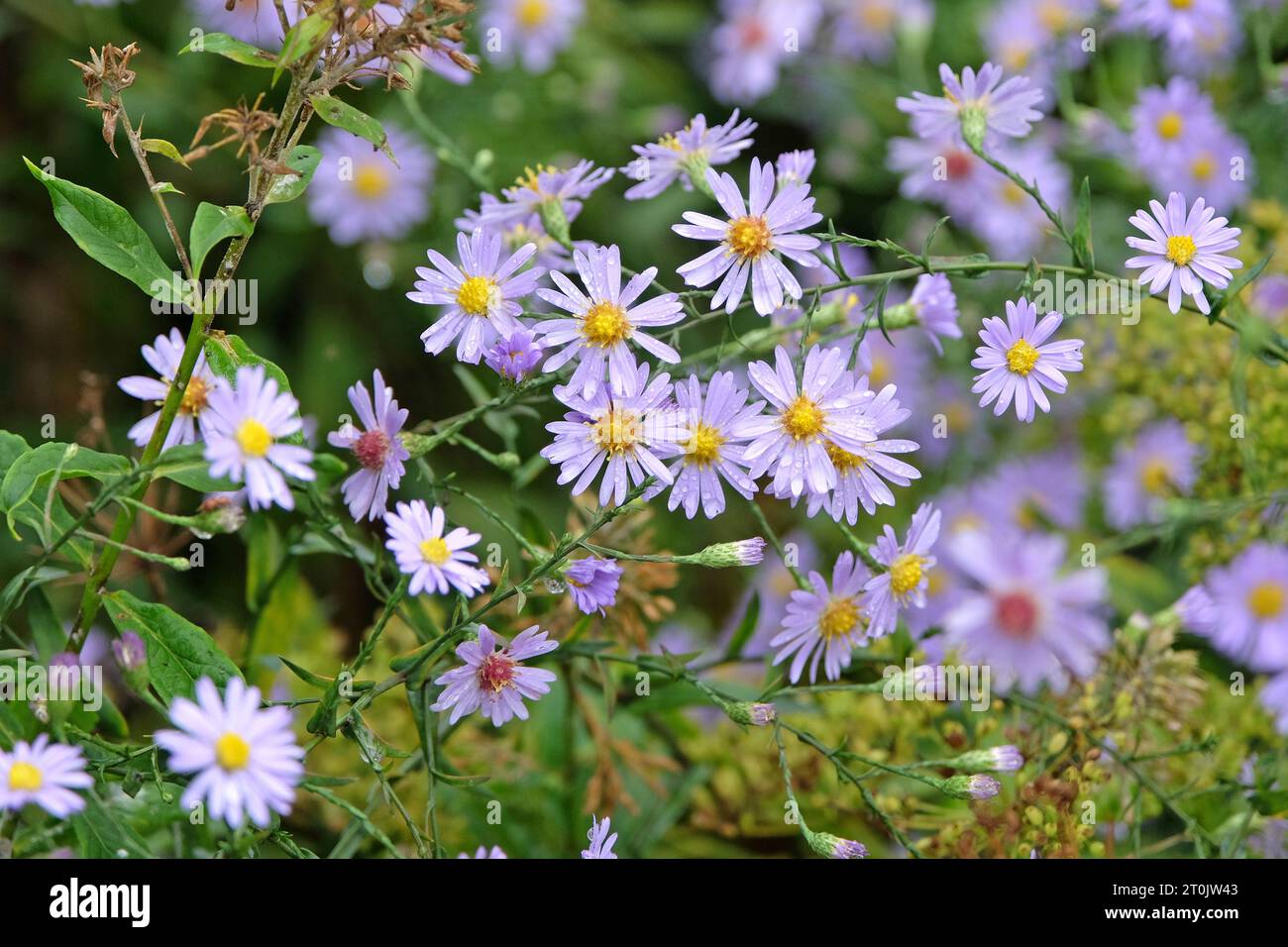 Symphyotrichum turbinellum, also known as a purple prairie aster, in flower. Stock Photo