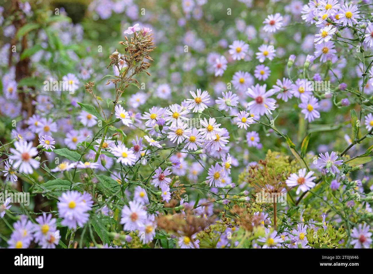 Symphyotrichum turbinellum, also known as a purple prairie aster, in flower. Stock Photo