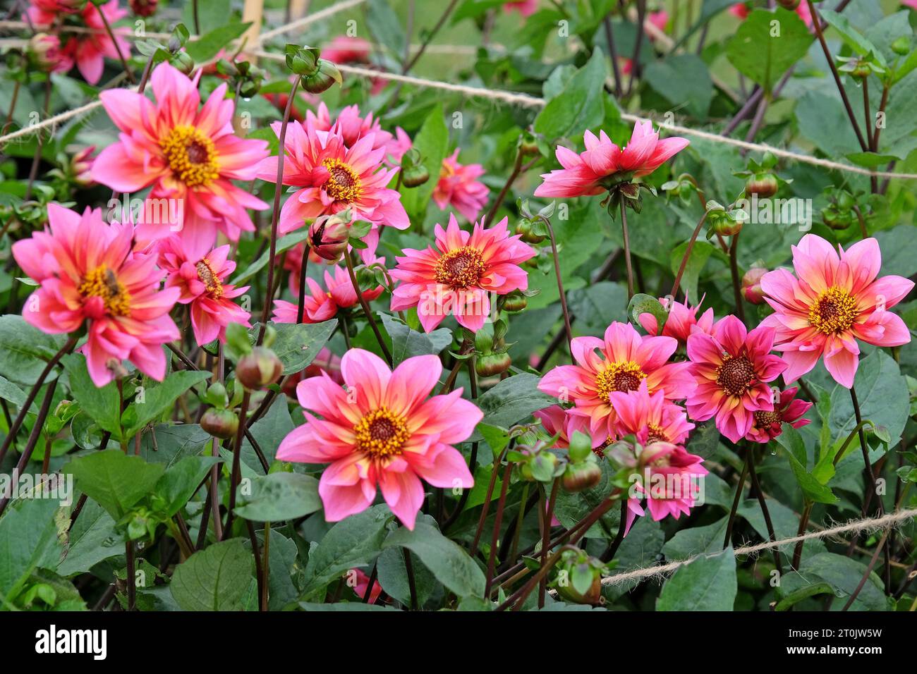 Princess nadine hi-res stock photography and images - Alamy