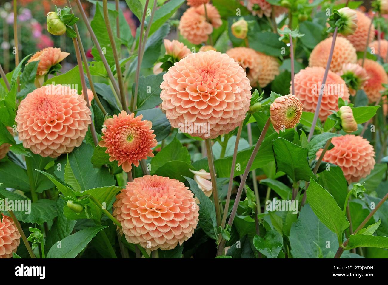 Light orange ball dahlia Ryecroft Jill in flower Stock Photo Alamy