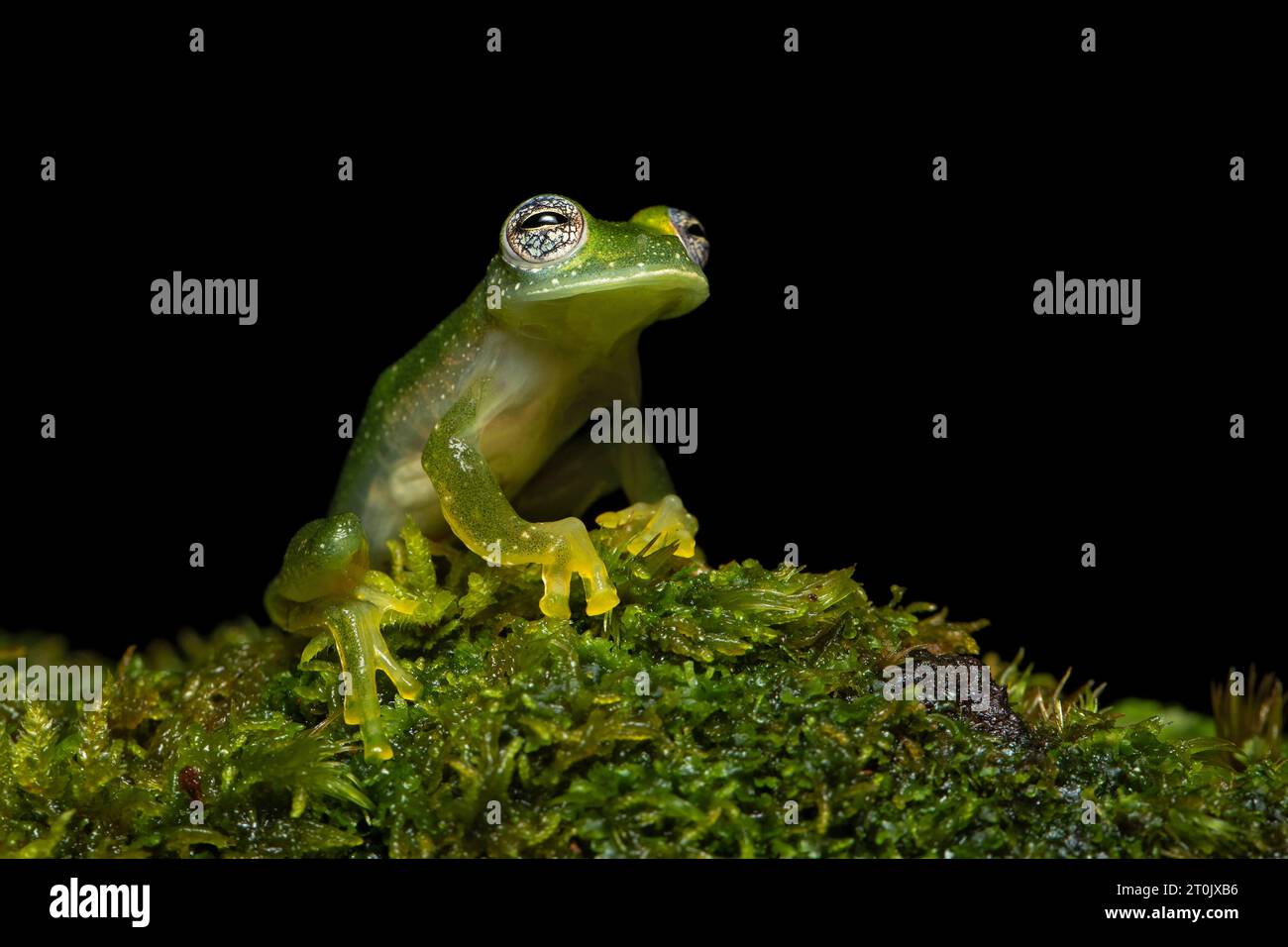 Powdered glass frog or Chiriqui glass frog (Teratohyla pulverata) is a