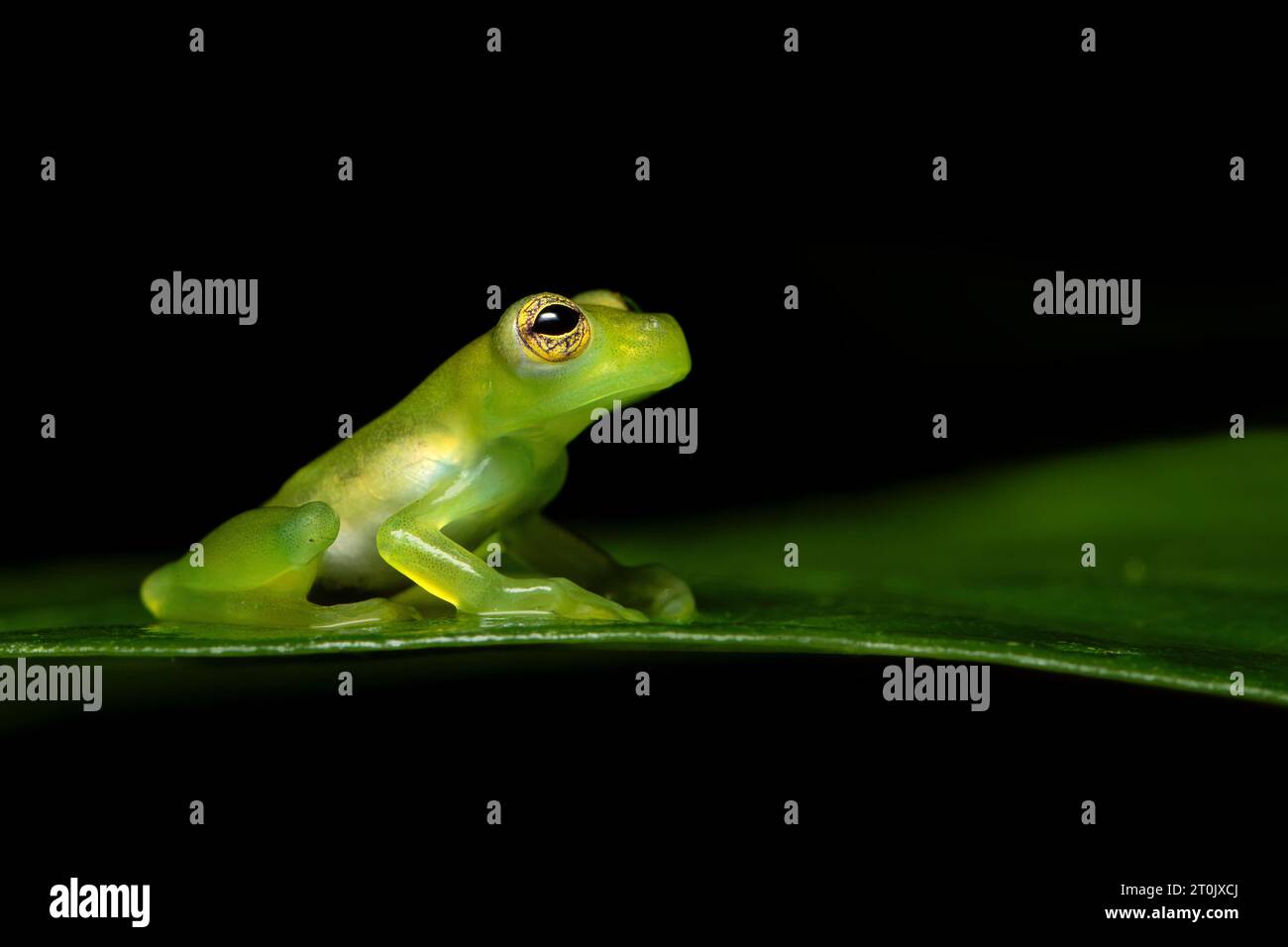 Teratohyla spinosa (common name: spiny Cochran frog) is a species of frog in the family Centrolenidae. Stock Photo