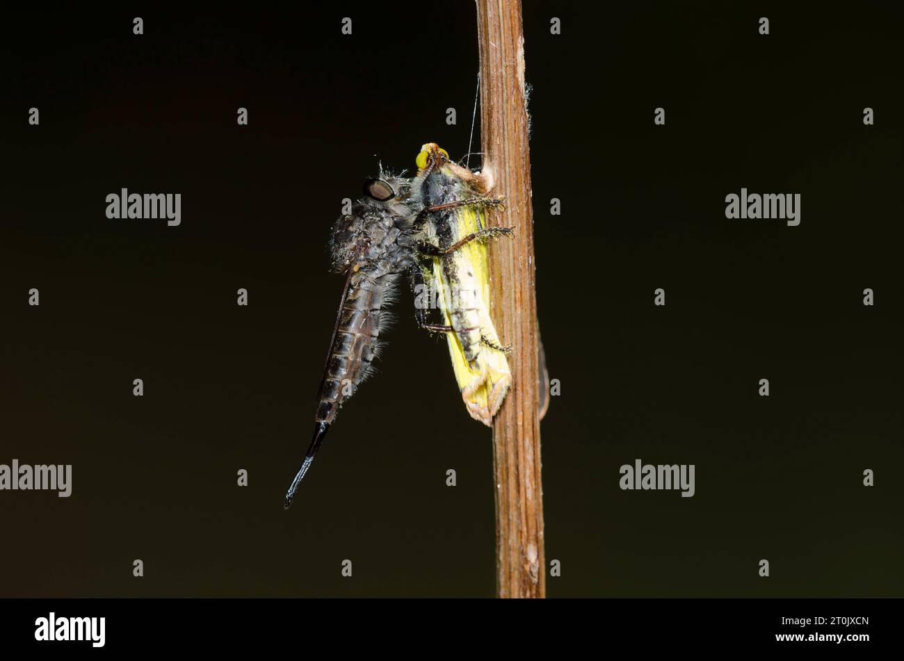 Robber Fly, Efferia sp., female, with Little Yellow, Pyrisitia lisa, prey, along deeply shaded woods Stock Photo