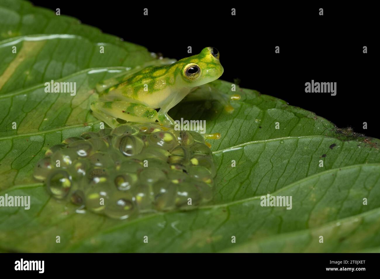 Hyalinobatrachium Valerioi Sometimes Known As The La Palma Glass Frog 