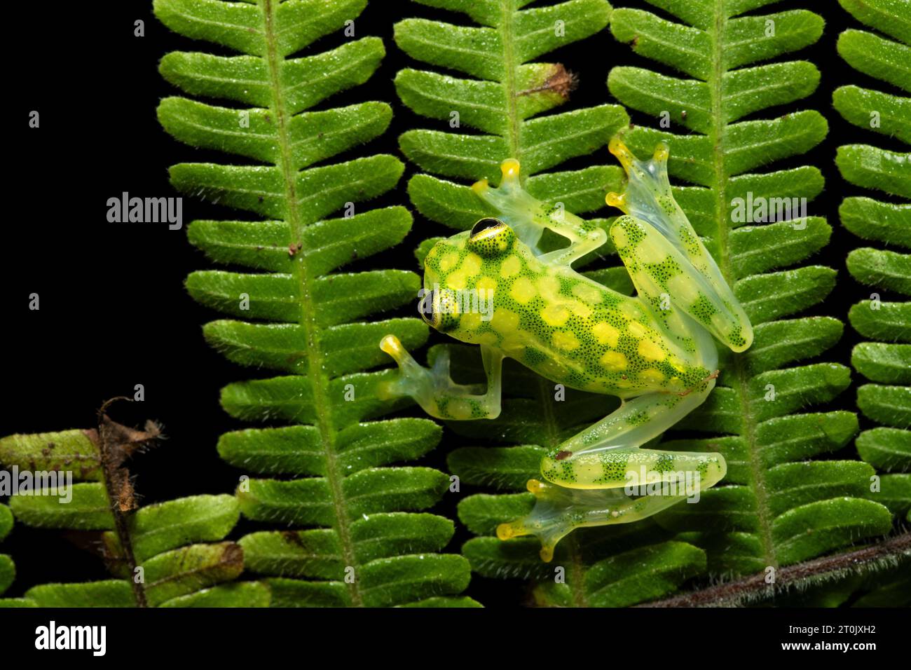 Hyalinobatrachium valerioi, sometimes known as the La Palma glass frog, is a species of frog in the family Centrolenidae Stock Photo