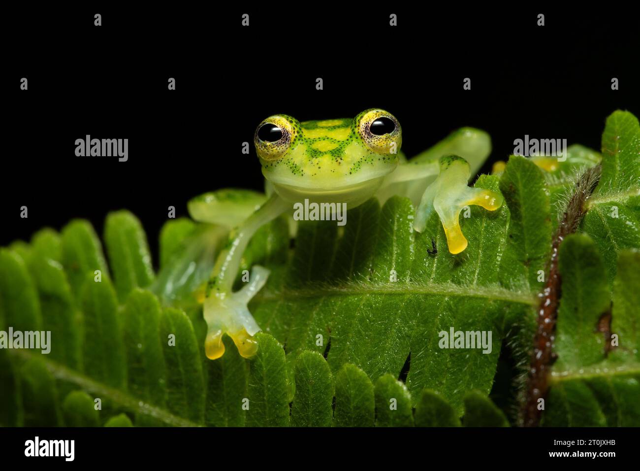 Hyalinobatrachium valerioi, sometimes known as the La Palma glass frog, is a species of frog in the family Centrolenidae Stock Photo