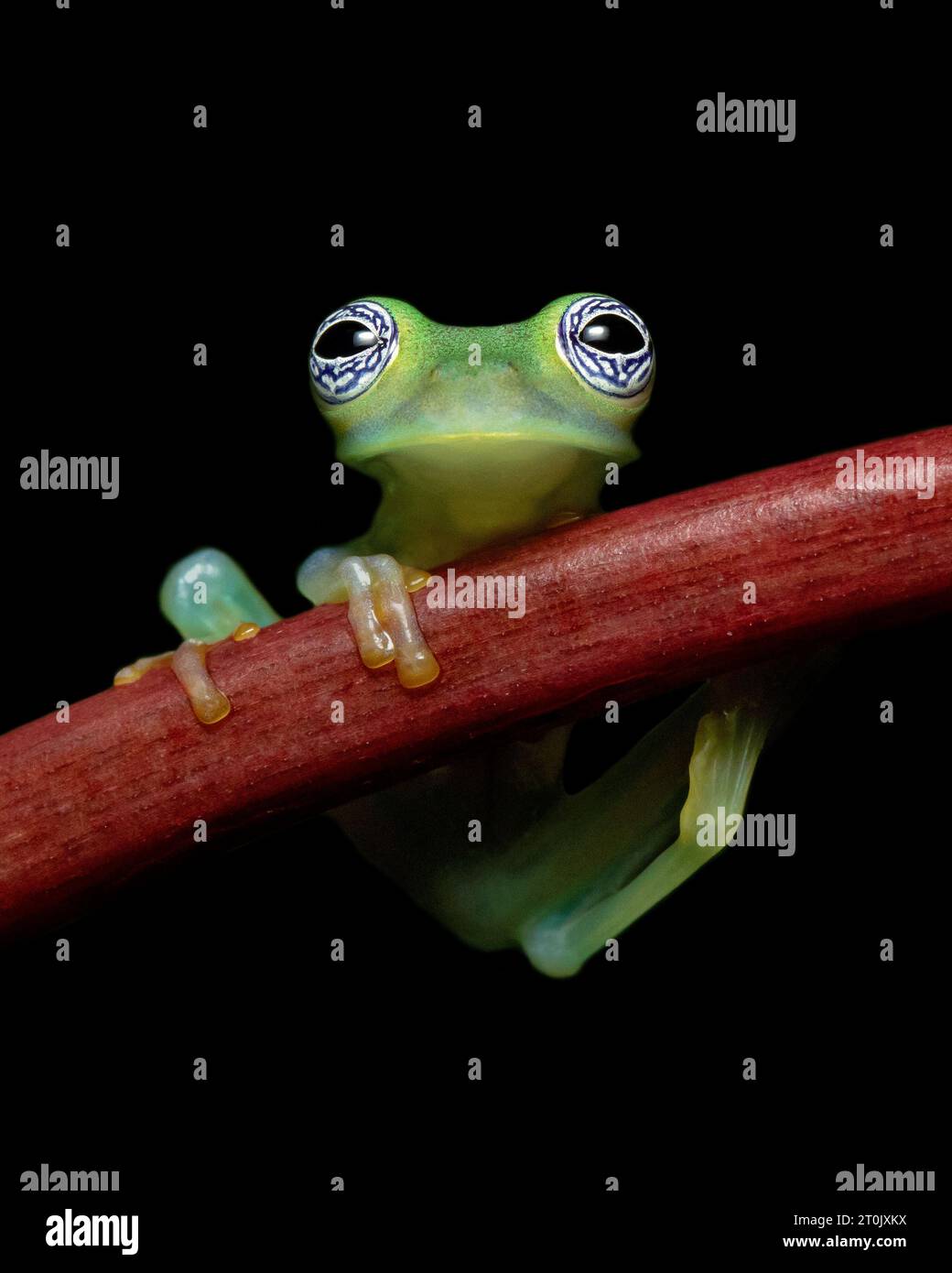 Sachatamia ilex is a species of frog in the family Centrolenidae. It is found in eastern Nicaragua, Costa Rica, Panama, western Colombia Stock Photo