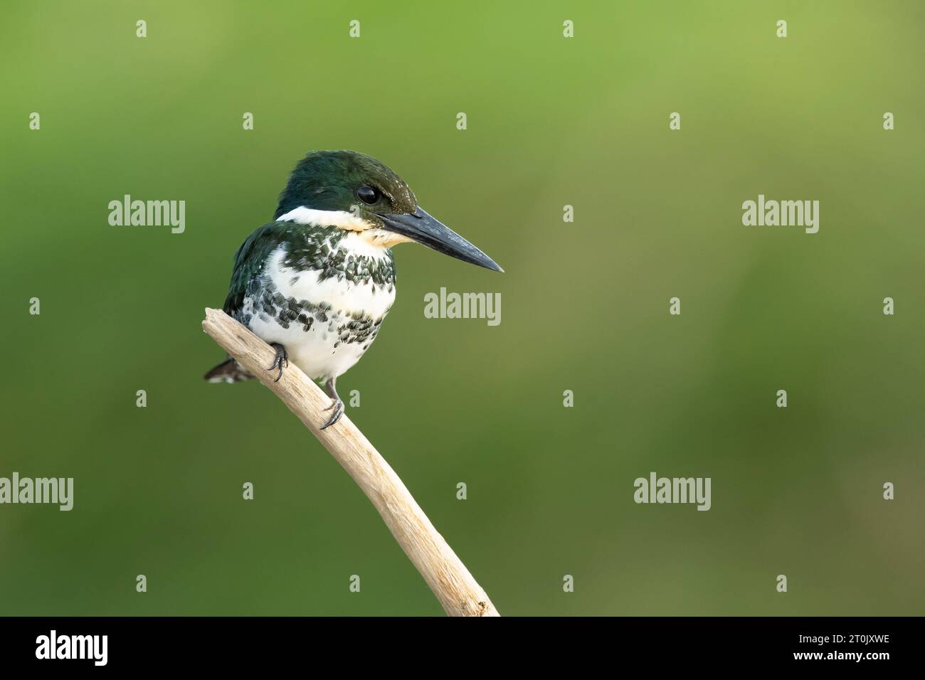 Green kingfisher (Chloroceryle americana) is a species of 'water kingfisher' in the subfamily Cerylinae of the family Alcedinidae. Stock Photo