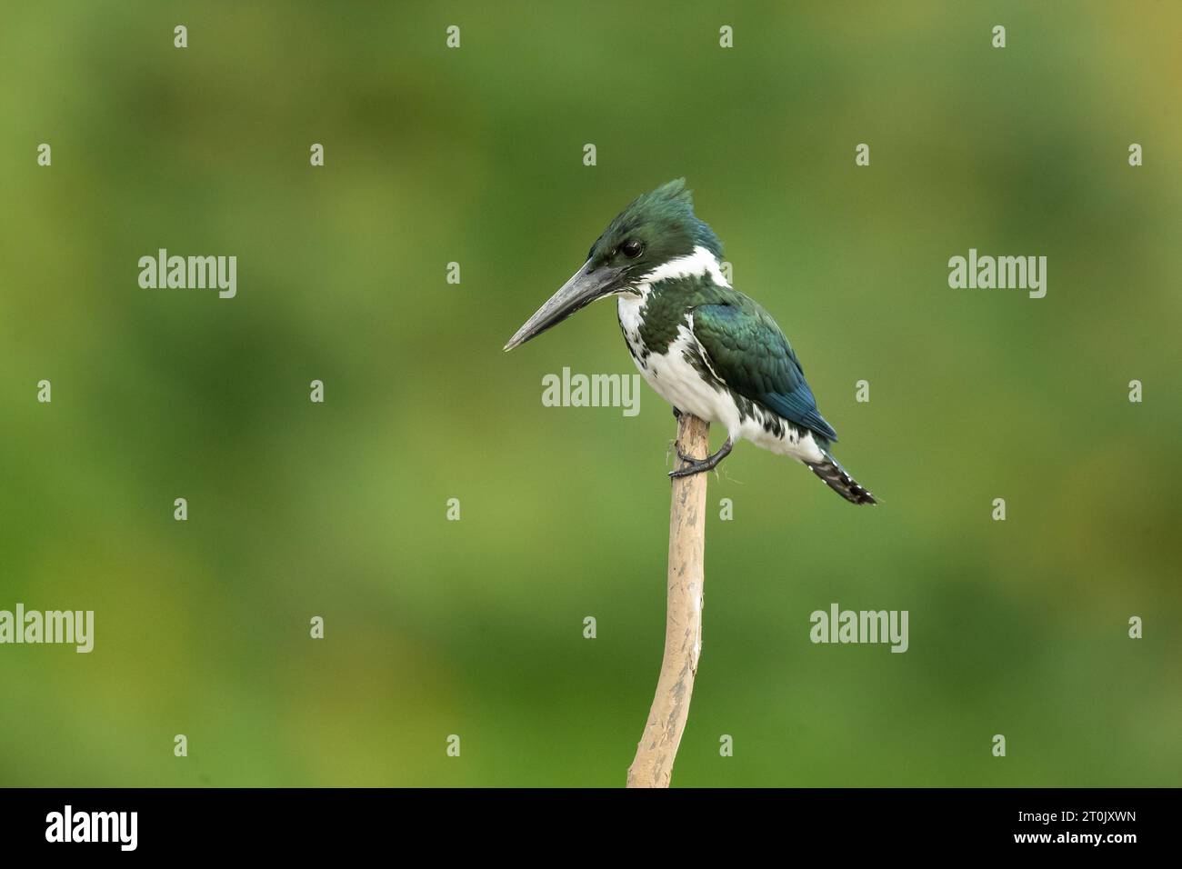 Green kingfisher (Chloroceryle americana) is a species of 'water kingfisher' in the subfamily Cerylinae of the family Alcedinidae. Stock Photo