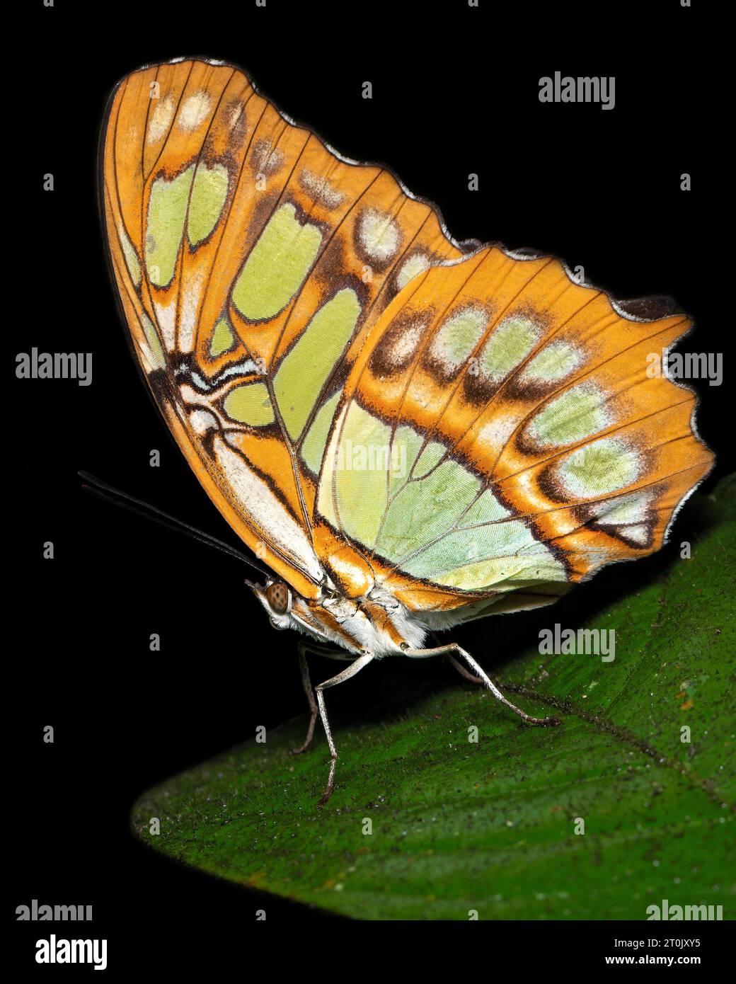 Siproeta stelenes (malachite) is a Neotropical brush-footed butterfly (family Nymphalidae). Stock Photo