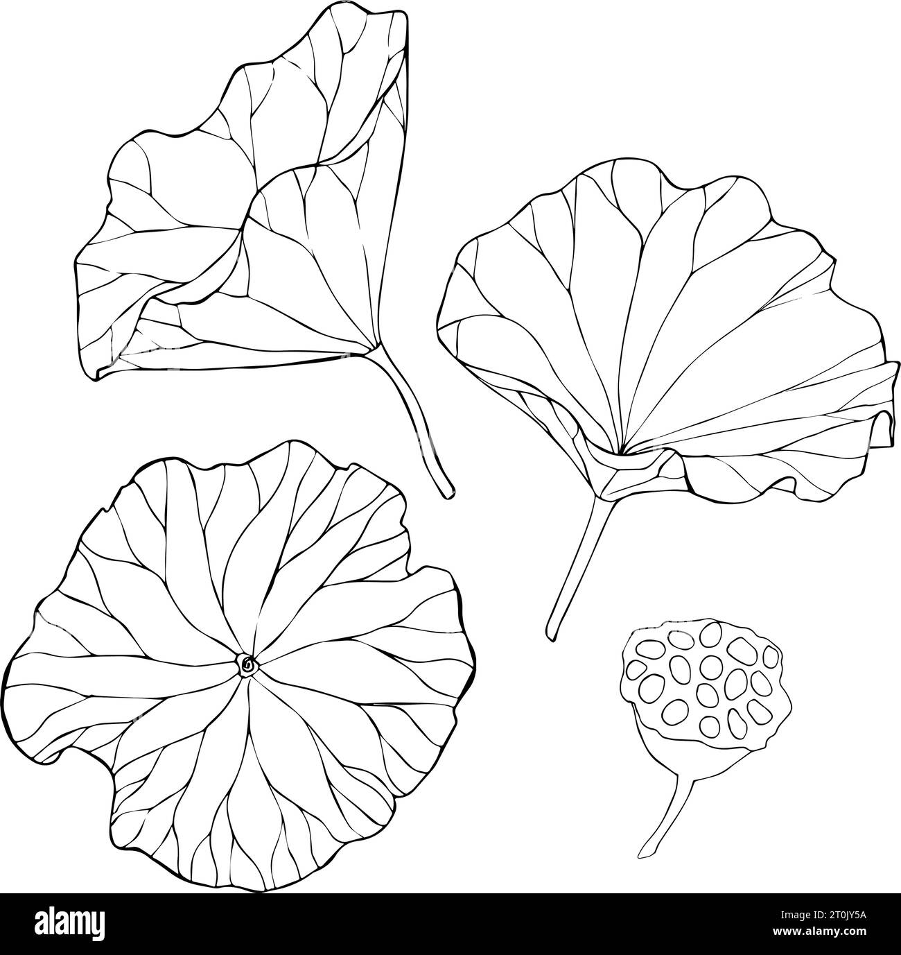 Set of vector hand drawn lotus flowers and buds, huge leaves, black ...