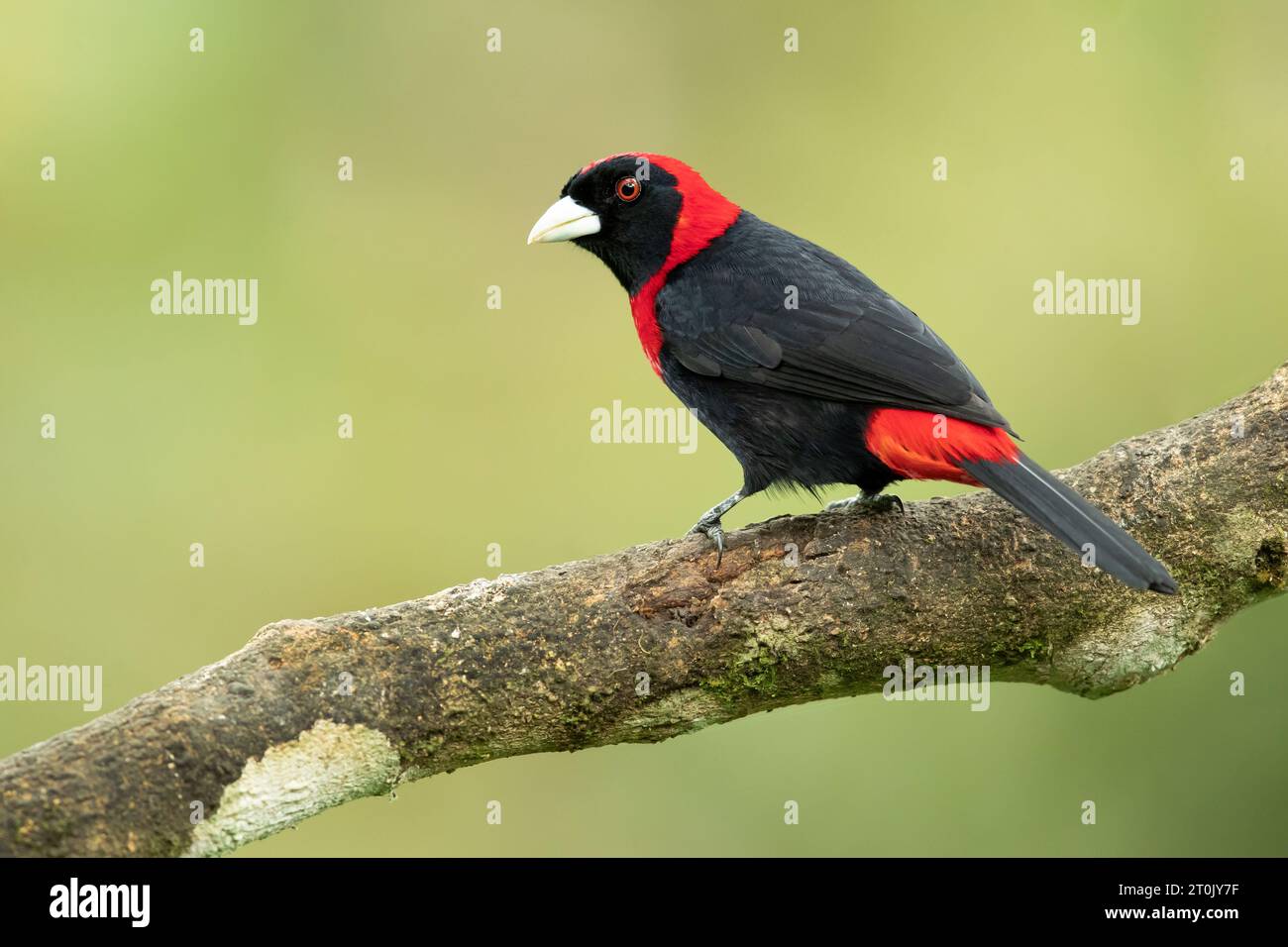The crimson-collared tanager (Ramphocelus sanguinolentus) is a rather small Middle American songbird. Stock Photo