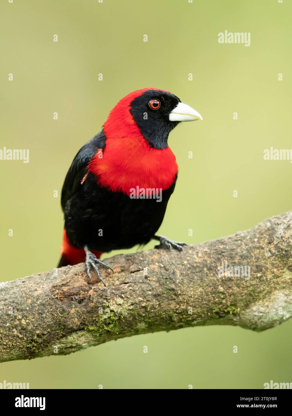 The crimson-collared tanager (Ramphocelus sanguinolentus) is a rather small Middle American songbird. Stock Photo