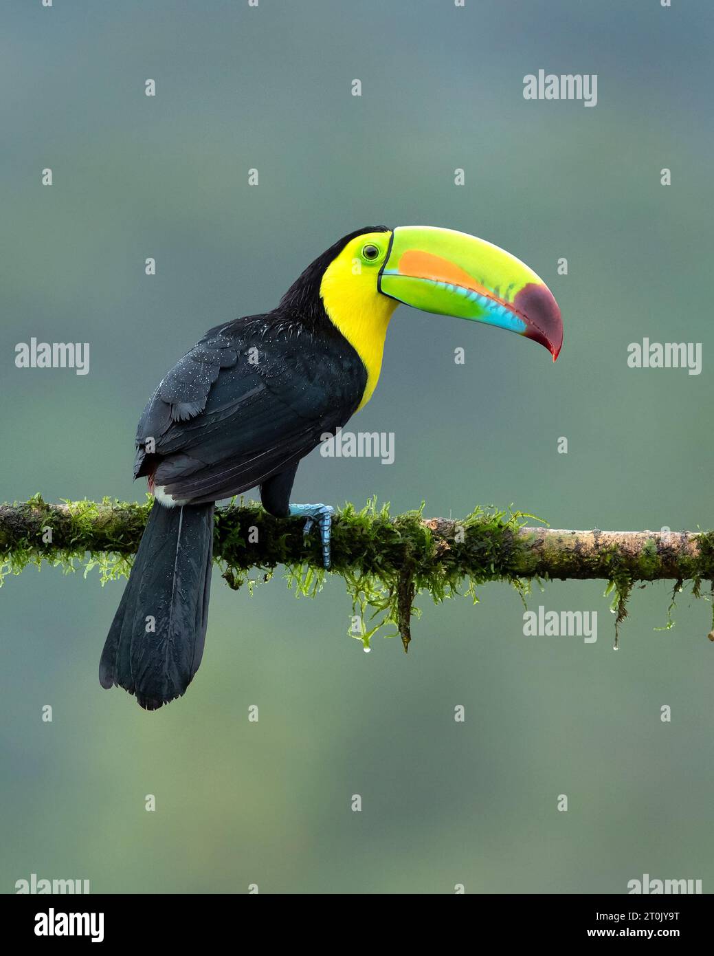 The keel-billed toucan (Ramphastos sulfuratus), also known as sulfur-breasted toucan, keel toucan, or rainbow-billed toucan Stock Photo