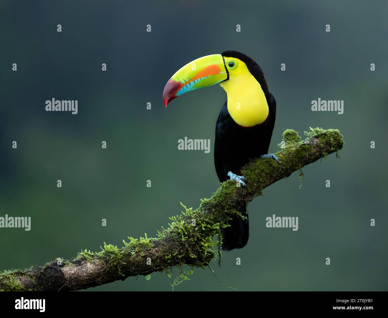 The keel-billed toucan (Ramphastos sulfuratus), also known as sulfur-breasted toucan, keel toucan, or rainbow-billed toucan Stock Photo