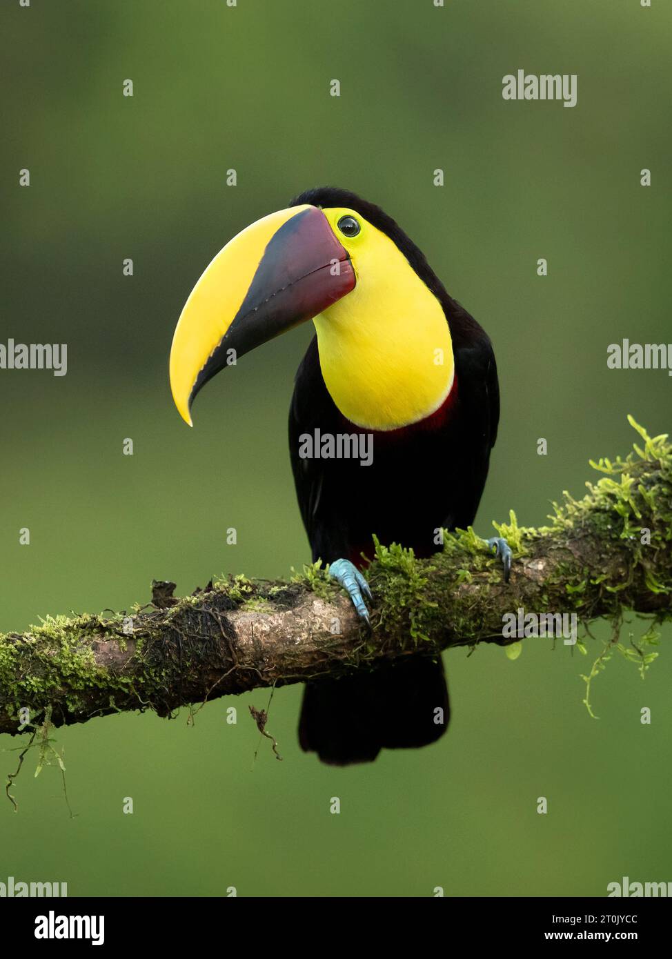 The yellow-throated toucan (Ramphastos ambiguus) is a Near Threatened species of bird in the family Ramphastidae Stock Photo