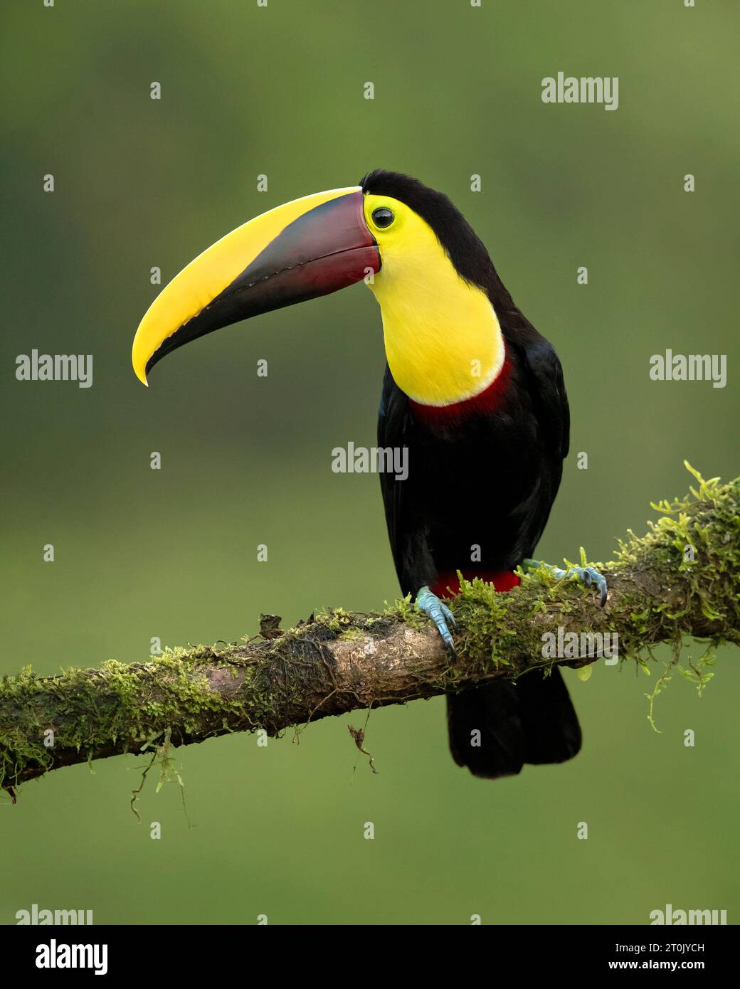 The yellow-throated toucan (Ramphastos ambiguus) is a Near Threatened species of bird in the family Ramphastidae Stock Photo