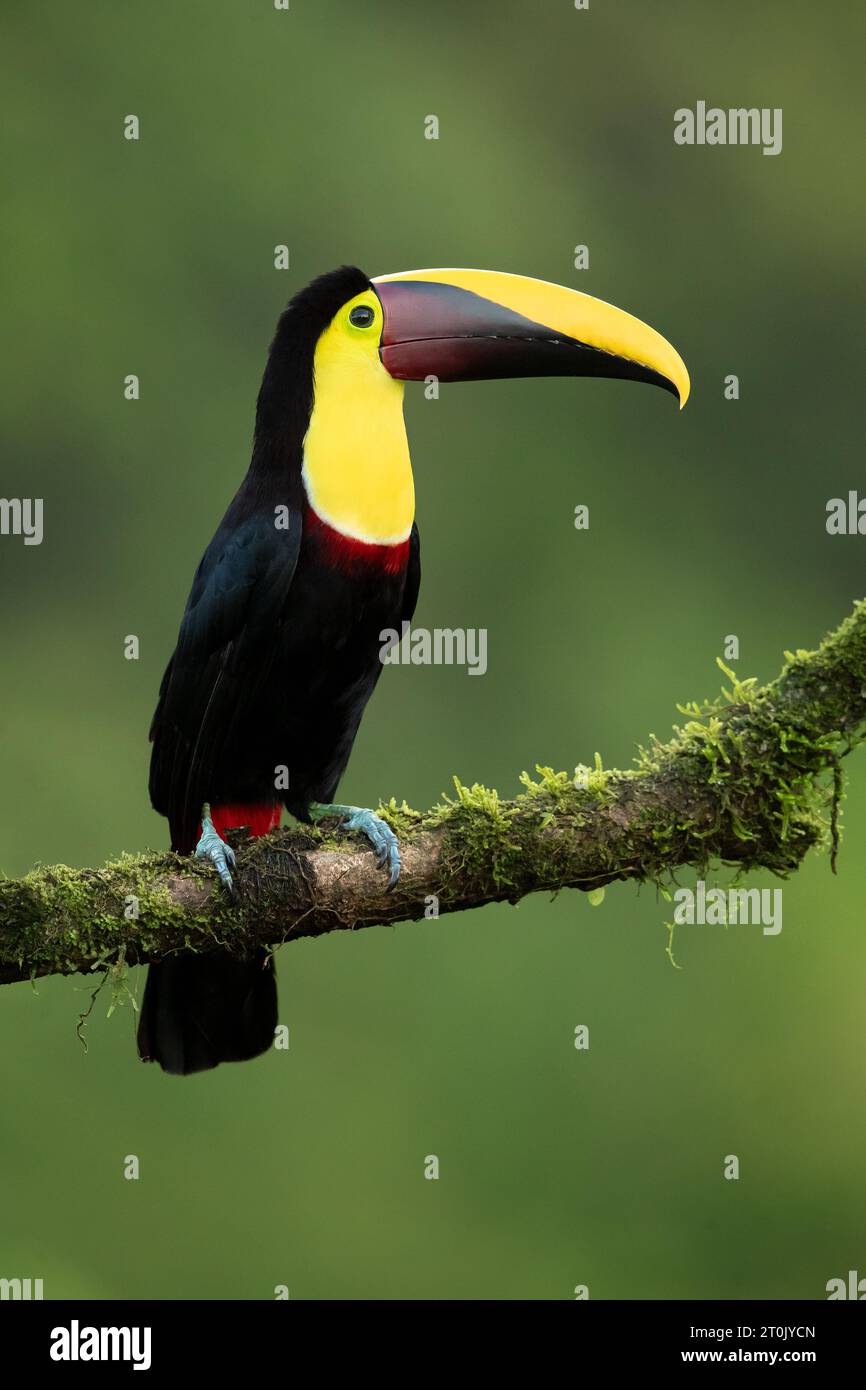 The yellow-throated toucan (Ramphastos ambiguus) is a Near Threatened species of bird in the family Ramphastidae Stock Photo
