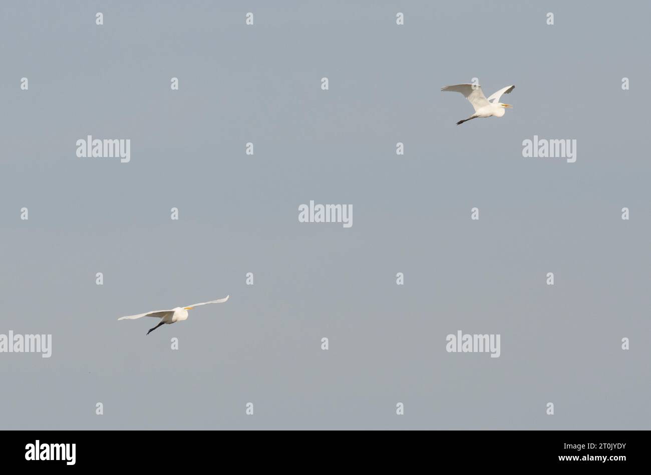 GREAT EGRETS ARDEA ALBA INFORMATION visual data 5