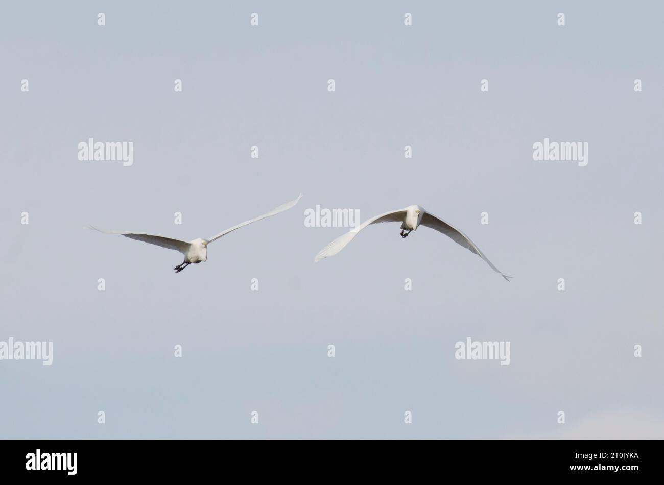 GREAT EGRETS ARDEA ALBA INFORMATION visual data 8