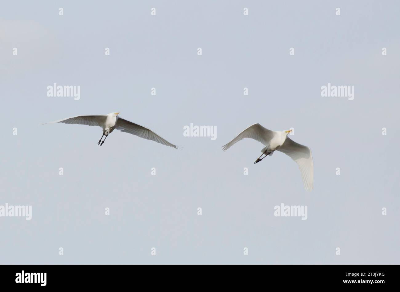 GREAT EGRETS ARDEA ALBA INFORMATION visual data 4