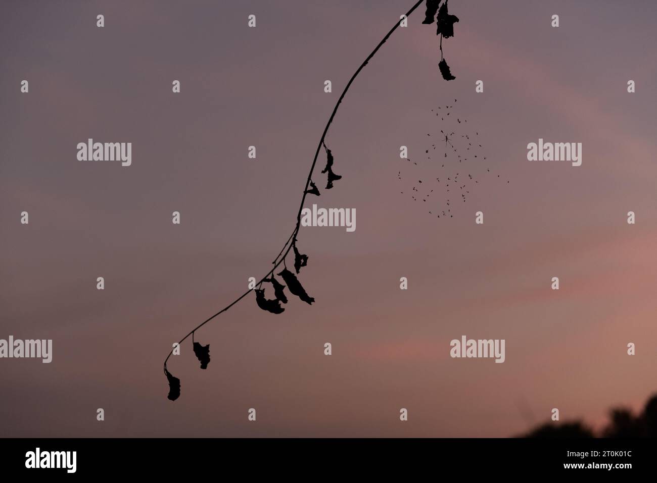spider web with flies on the sunset background Stock Photo