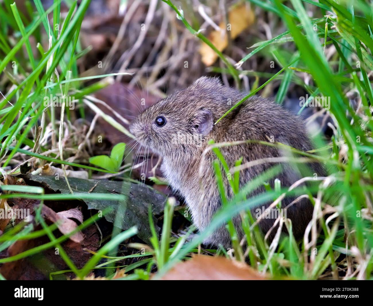 https://c8.alamy.com/comp/2T0K388/microtus-arvalis-aka-common-vole-is-eating-grass-in-front-of-his-burrow-early-autumn-czech-republic-nature-2T0K388.jpg