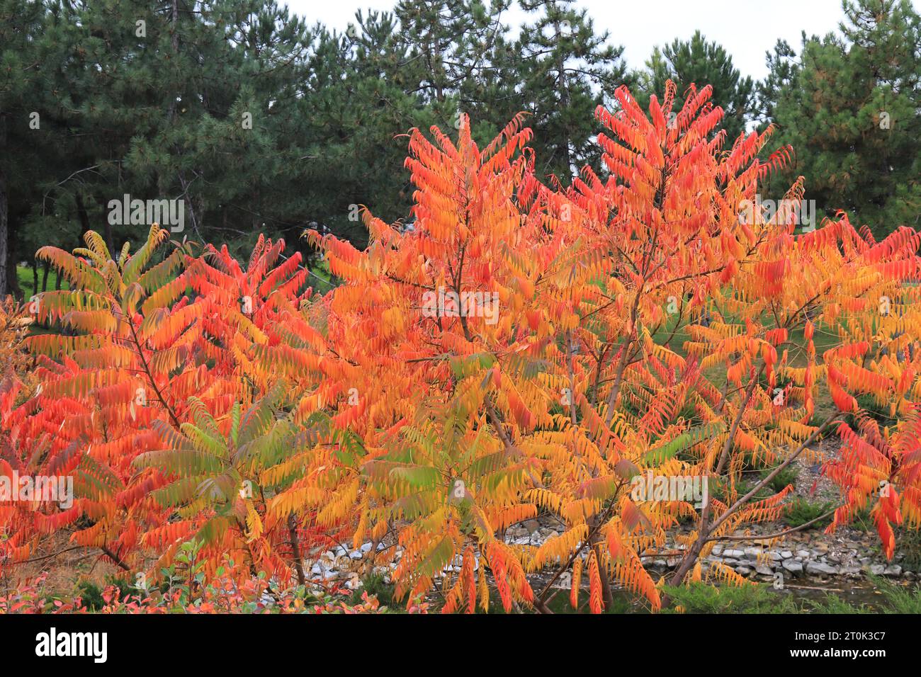 Sumah hi-res stock photography and images - Alamy