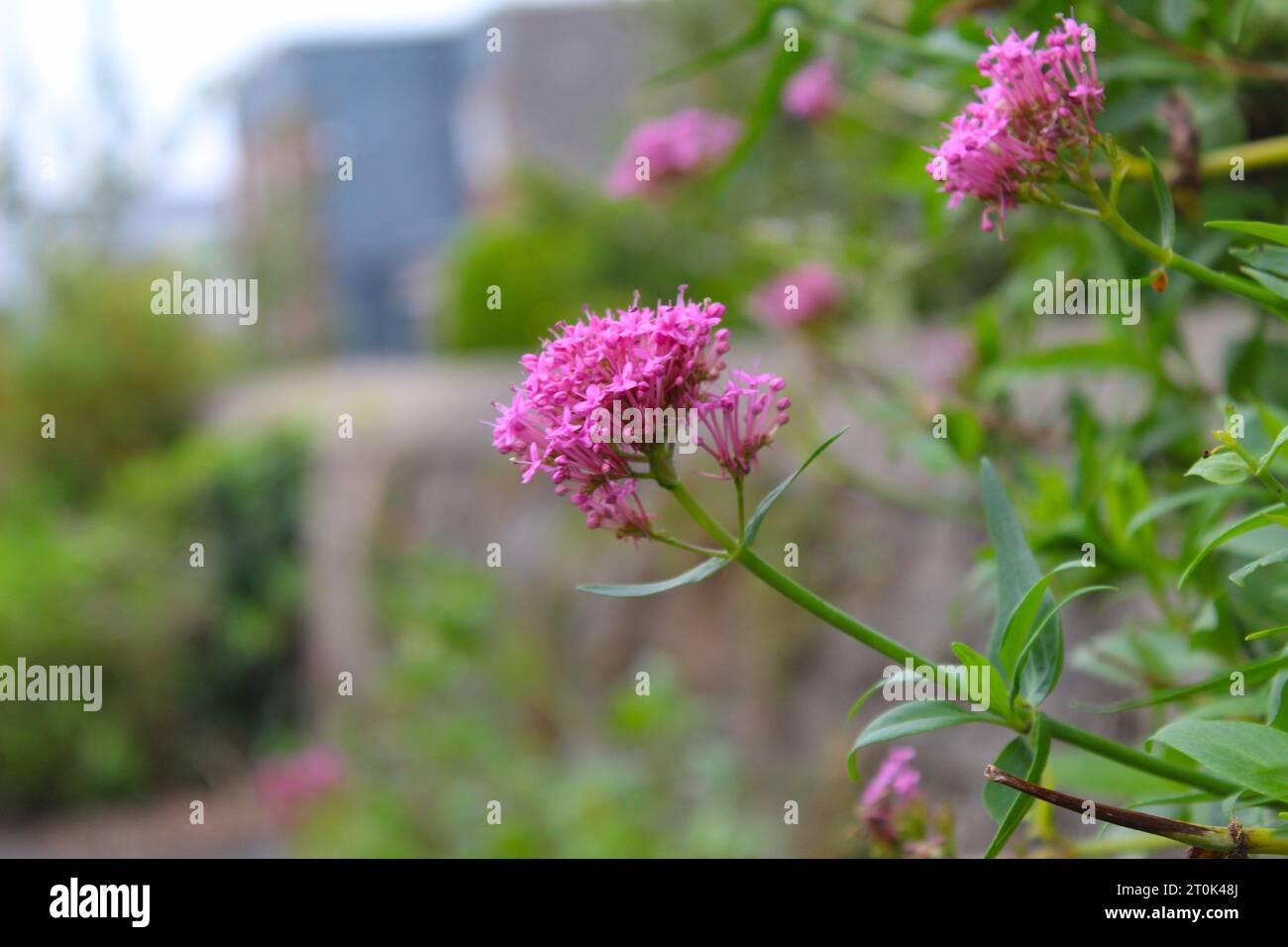A photo of a Centranthus Ruber Red Valerian plant, flower. Stock Photo