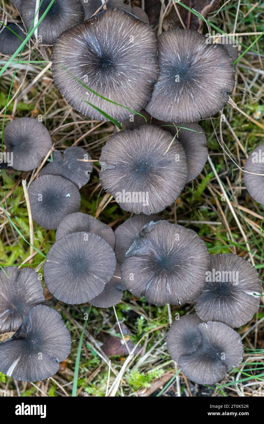 Entoloma serrulatum Blue Edge Pinkgill mushroom or toadstool, black fungi on grassland in autumn or October, England, UK Stock Photo