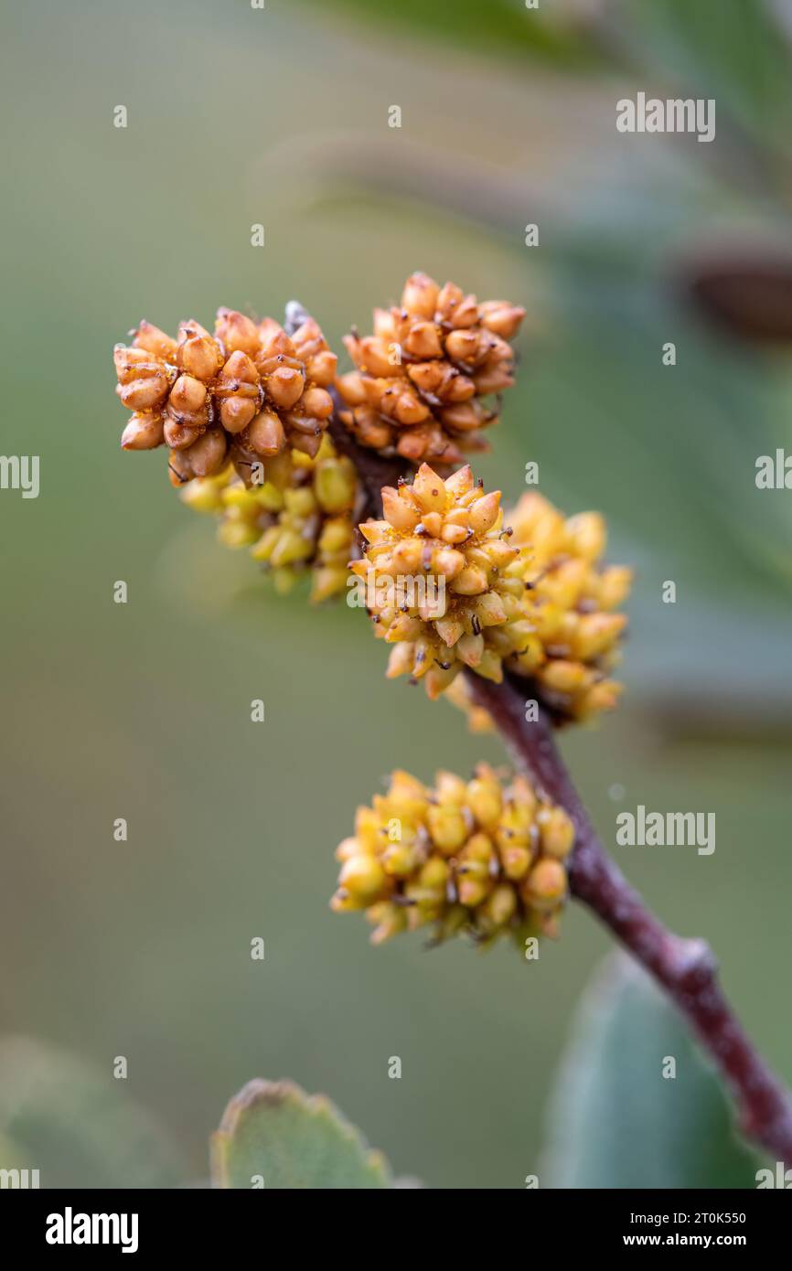 Bog myrtle Myrica gale fruits in autumn or October, England, UK Stock Photo