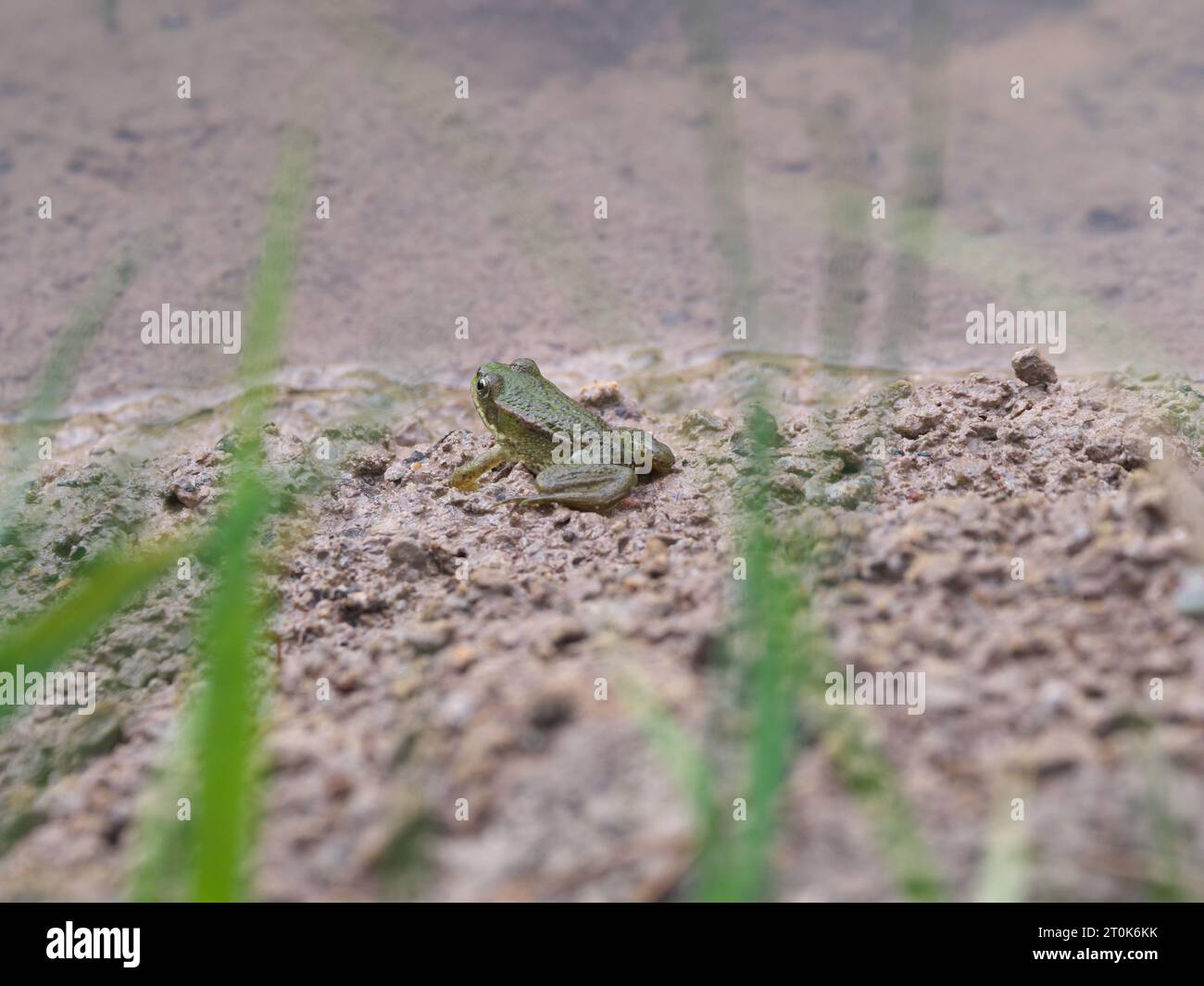A small green water frog sits on the bank of a pond behind plants and waits Stock Photo