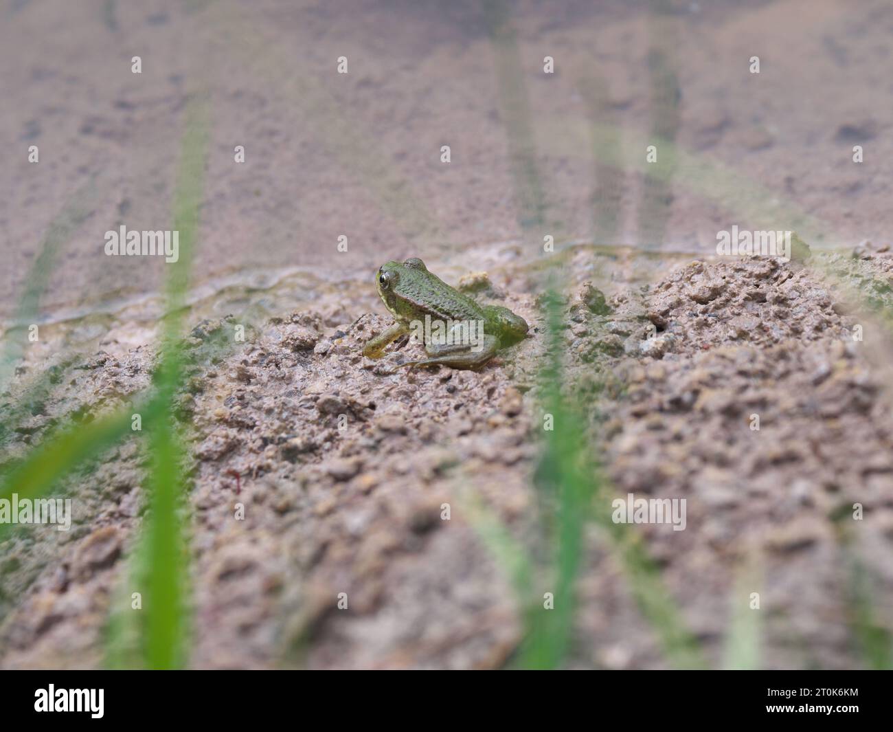 A small green water frog sits on the bank of a pond behind plants and waits Stock Photo