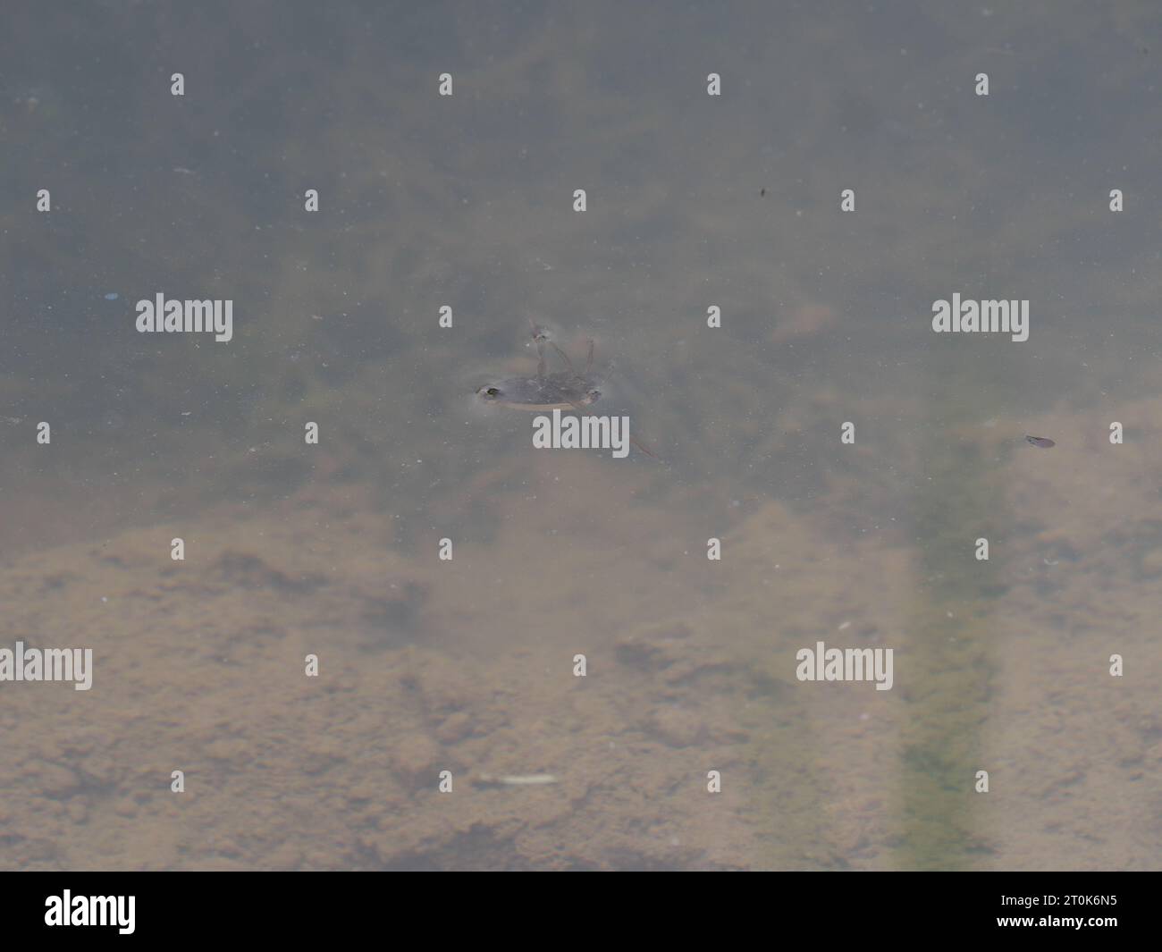 View of a common backswimmer Notonecta glauca swimming on the water surface in a pond Stock Photo