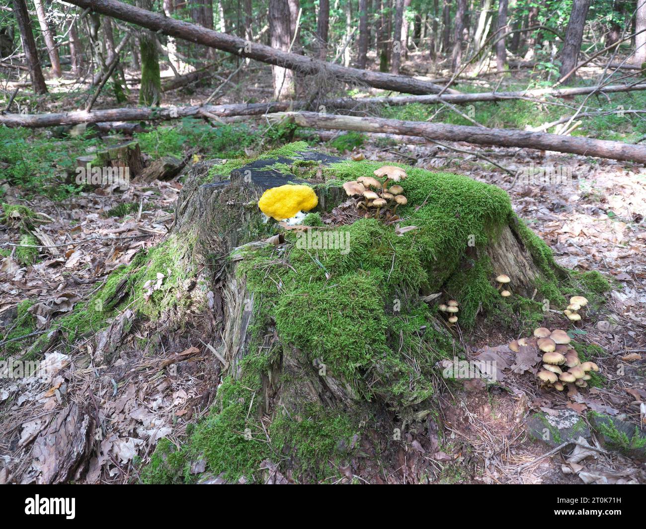 Yellow tan flower or witch butter (Fuligo septica) on a tree stump in forest Stock Photo